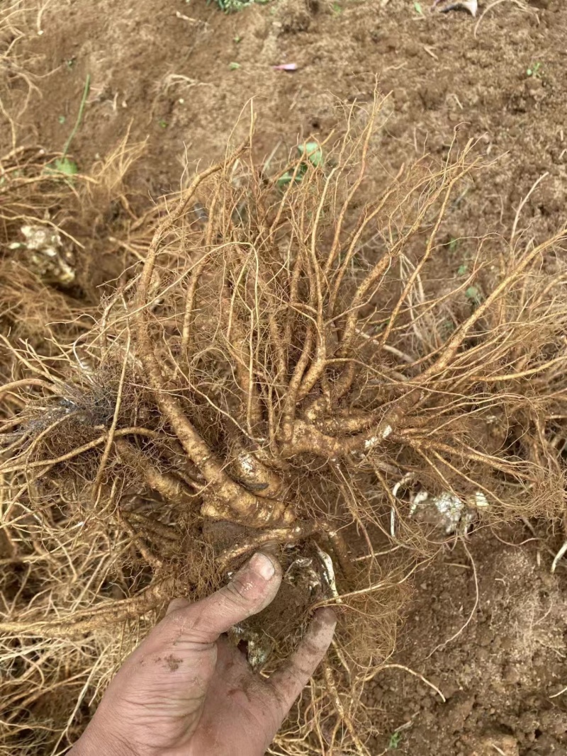【当归】四川基地直供质量保证一手货源量大优惠欢迎订购