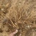 【当归】四川基地直供质量保证一手货源量大优惠欢迎订购