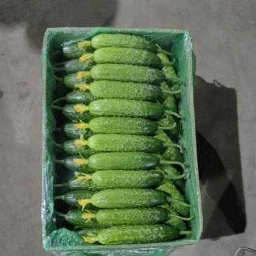 东北辽宁精品旱黄瓜，蔬菜产地直发