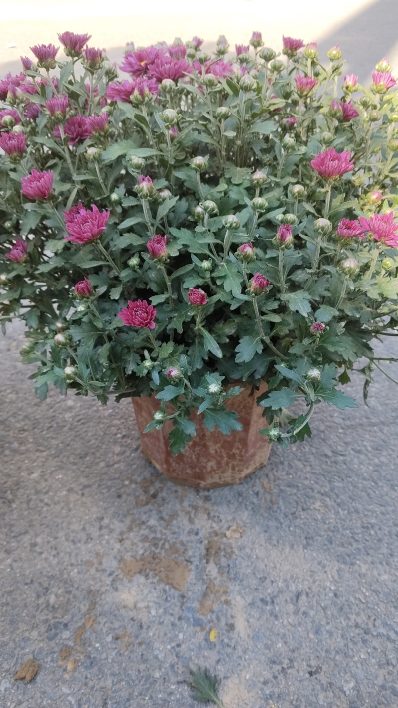 千头菊