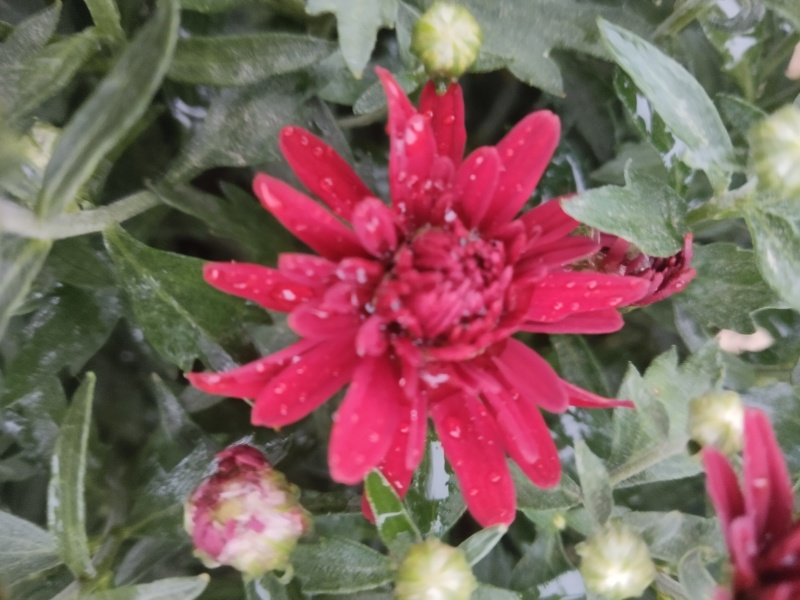 千头菊