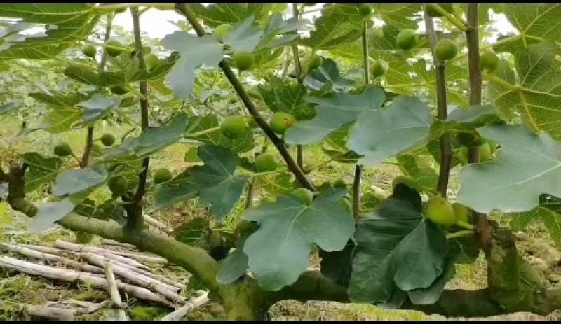 重庆市铜梁区鲜益苑无花果
