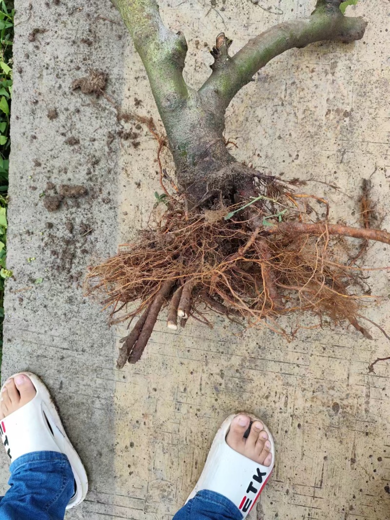 重庆市铜梁区鲜益苑无花果