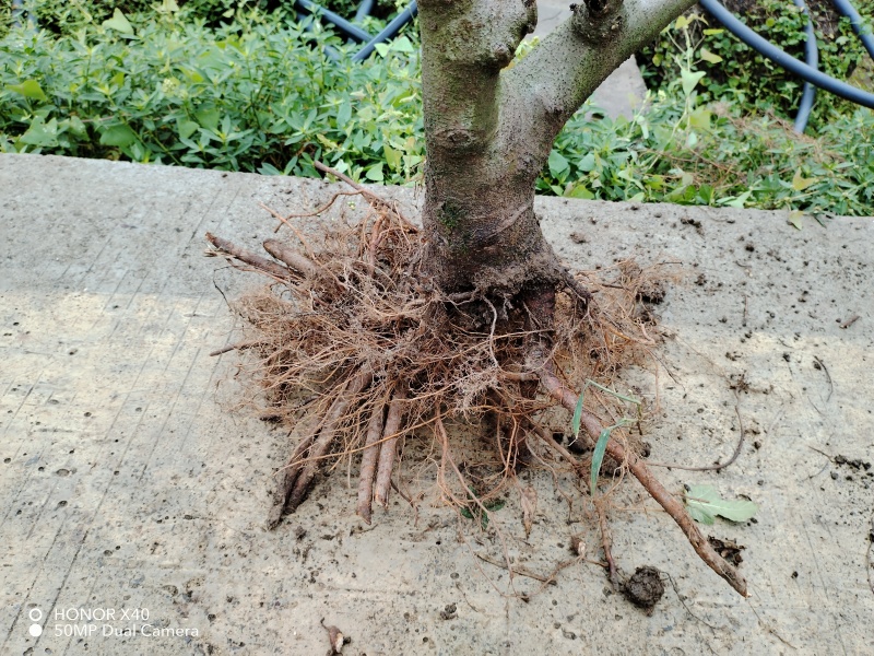 重庆市铜梁区鲜益苑无花果