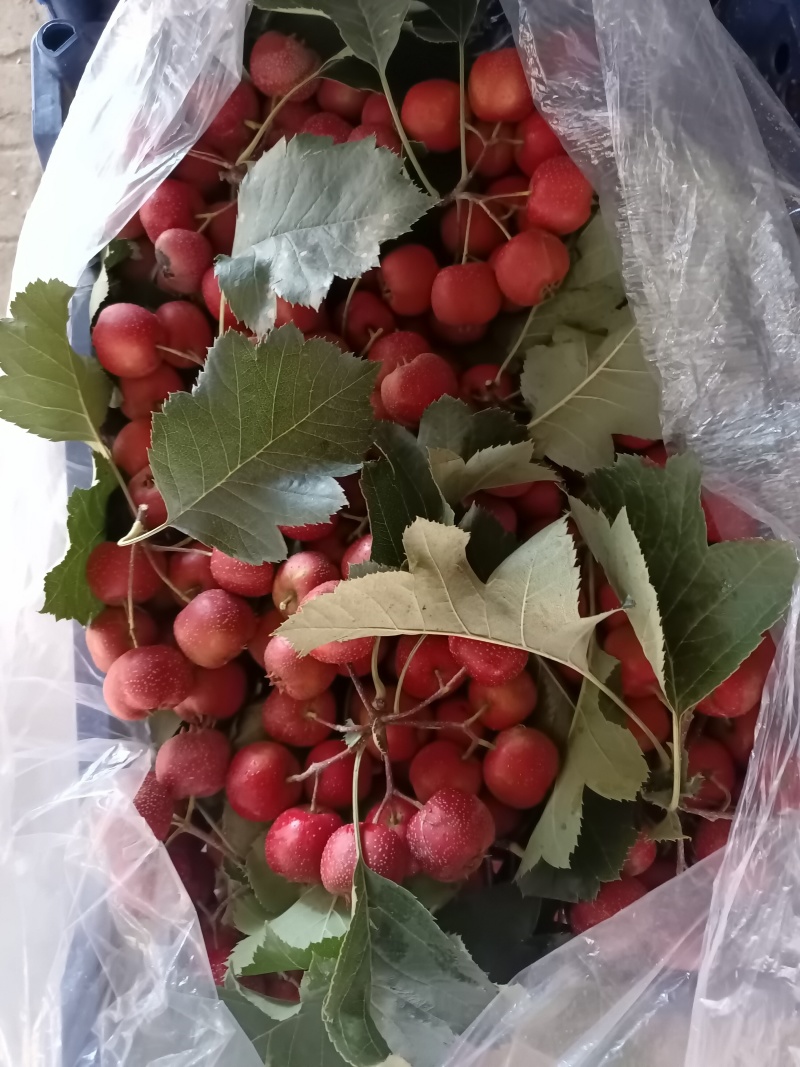 大金星罐头果切片果商品果大量现货供应保质保量包装运输冷藏