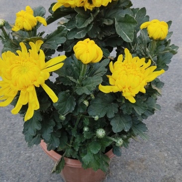 菊花