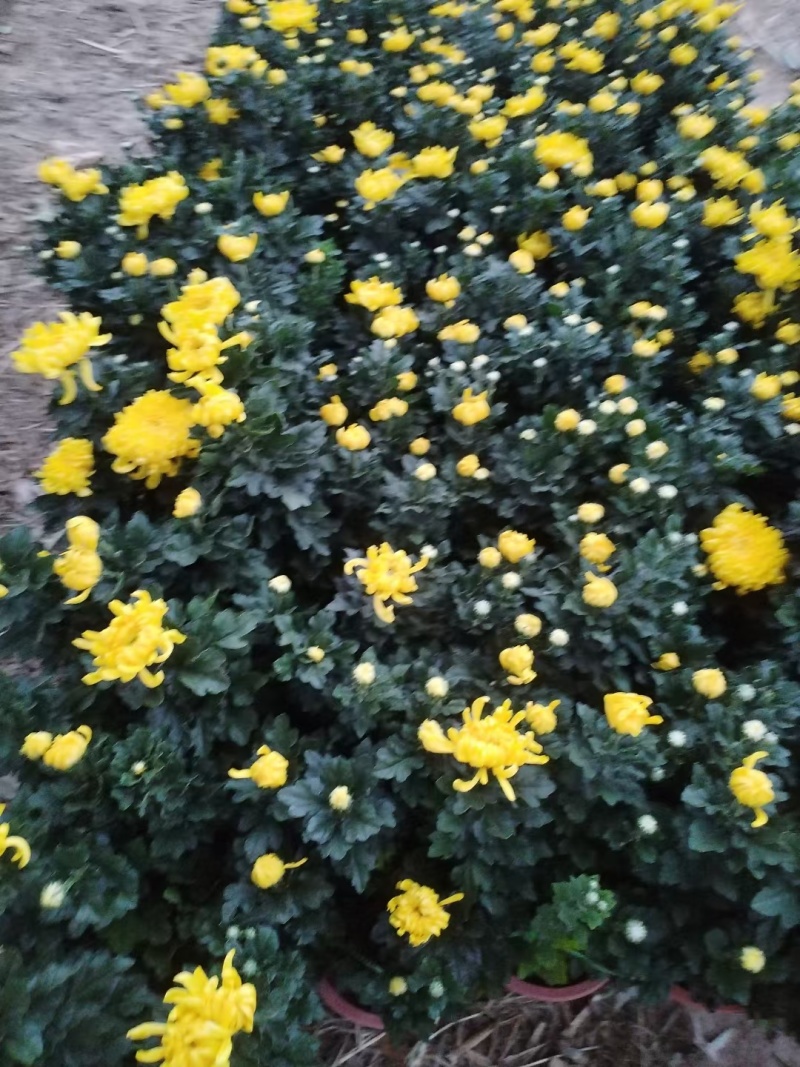 菊花