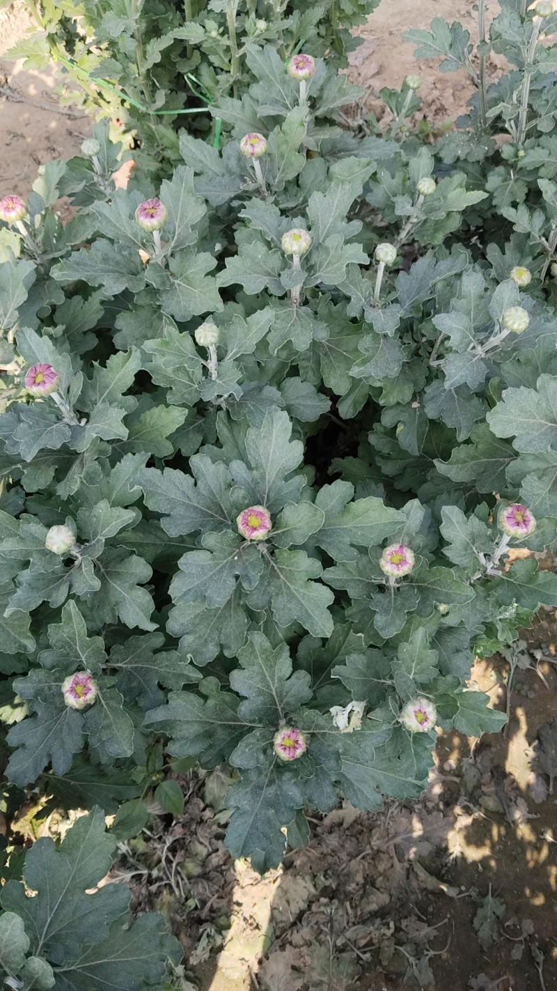 菊花