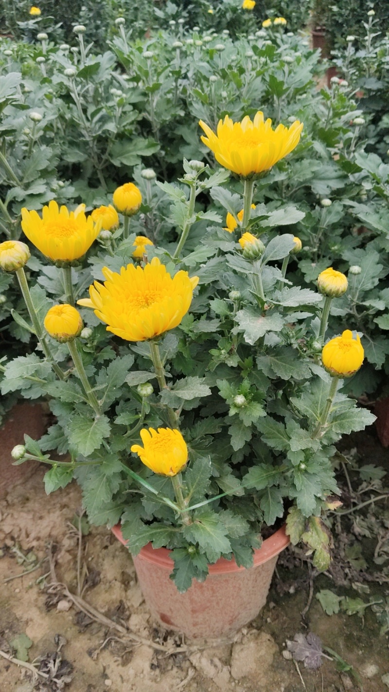 菊花