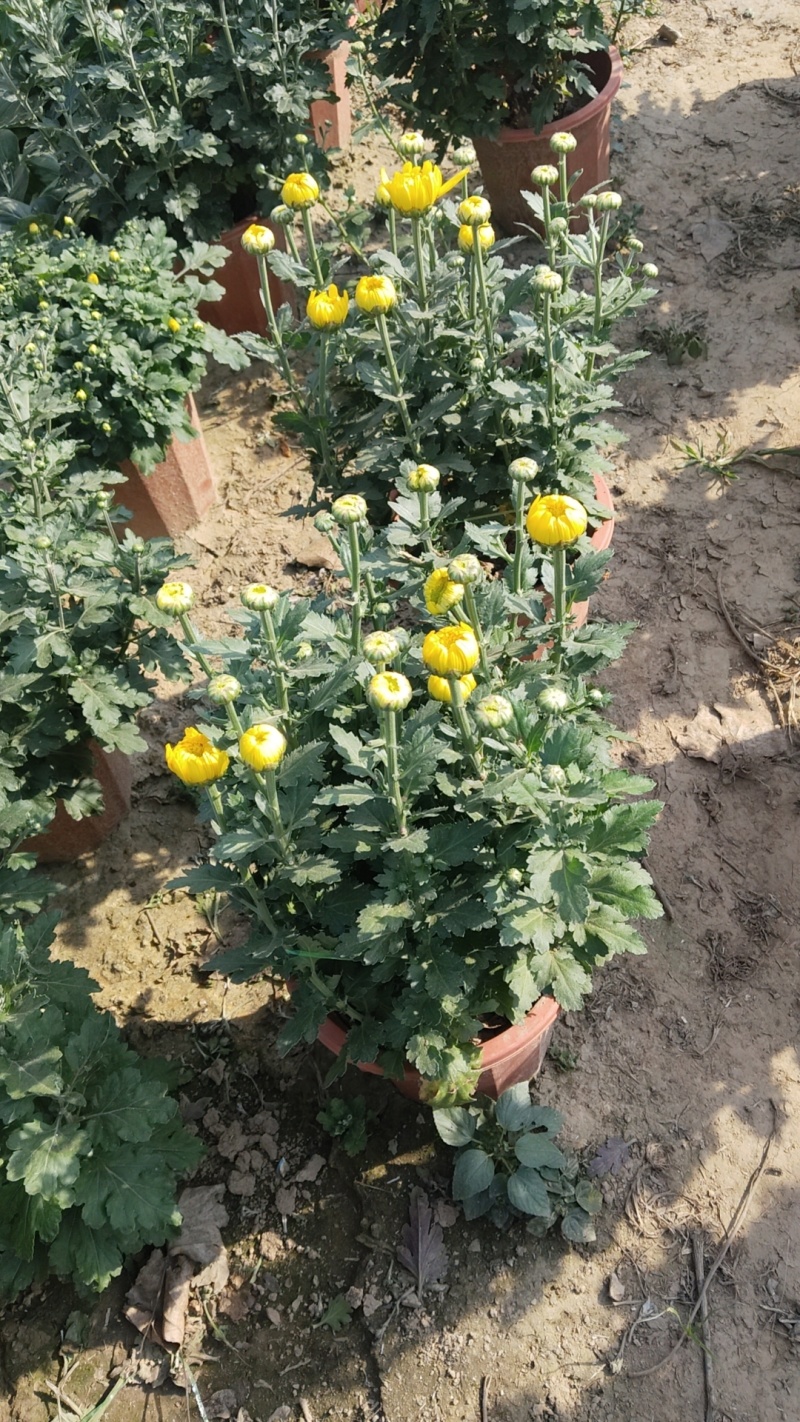 菊花
