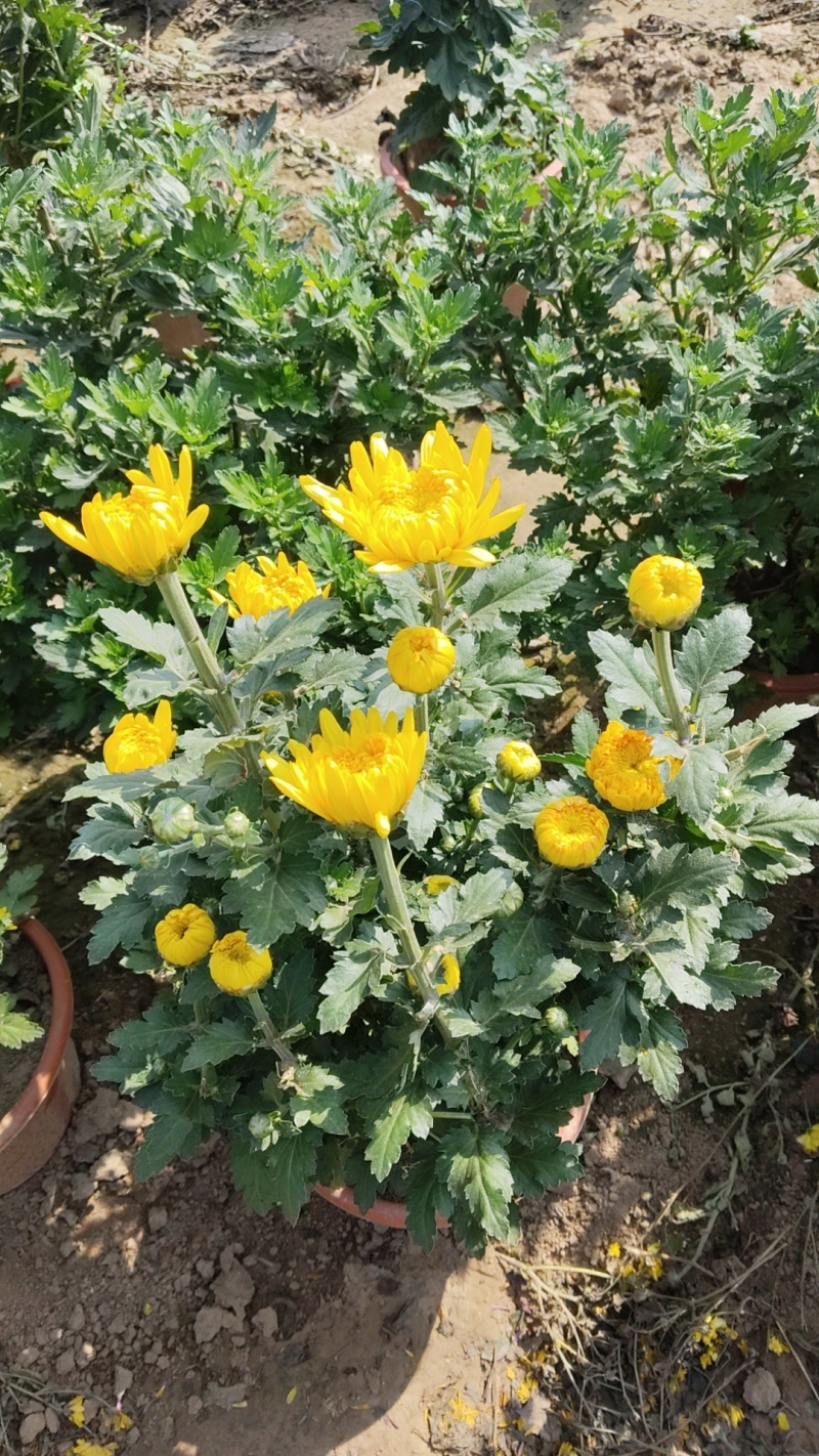 菊花