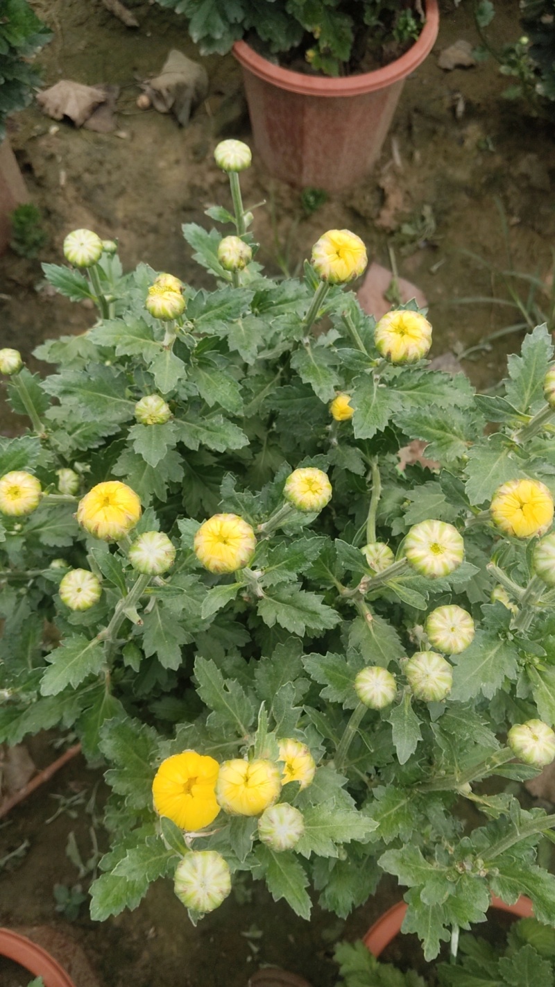 菊花