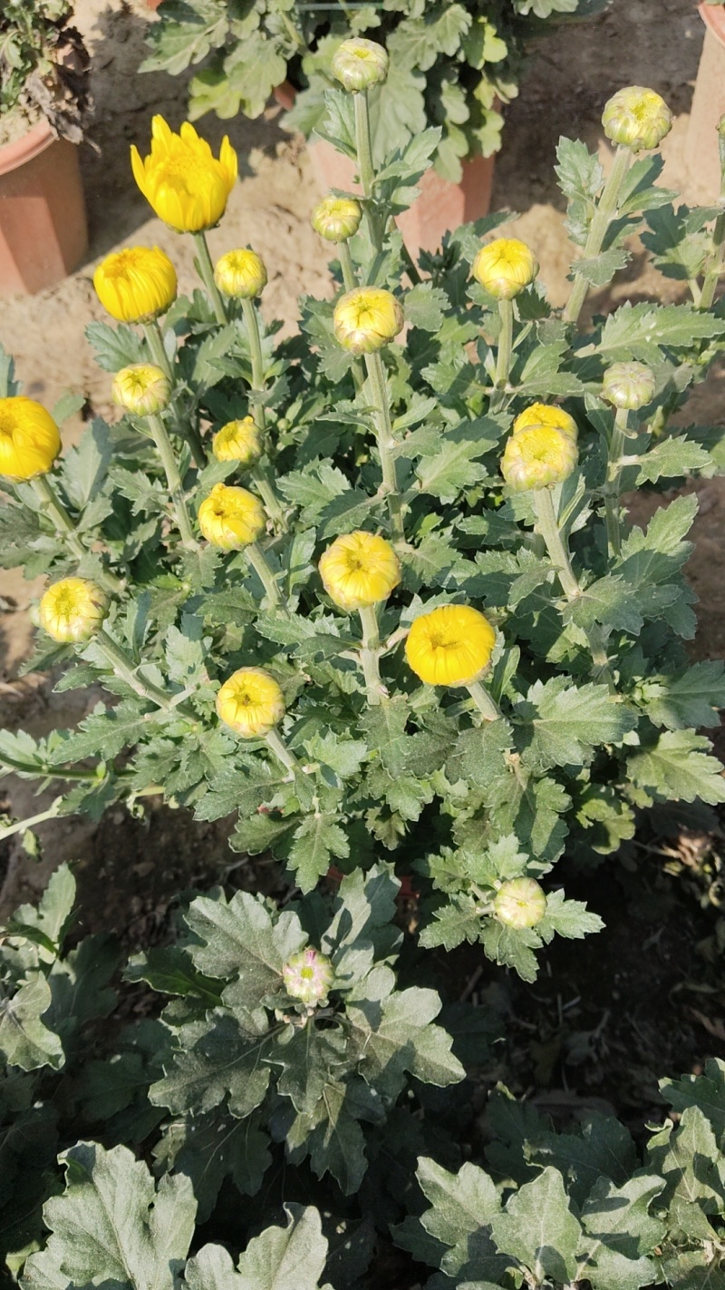 菊花