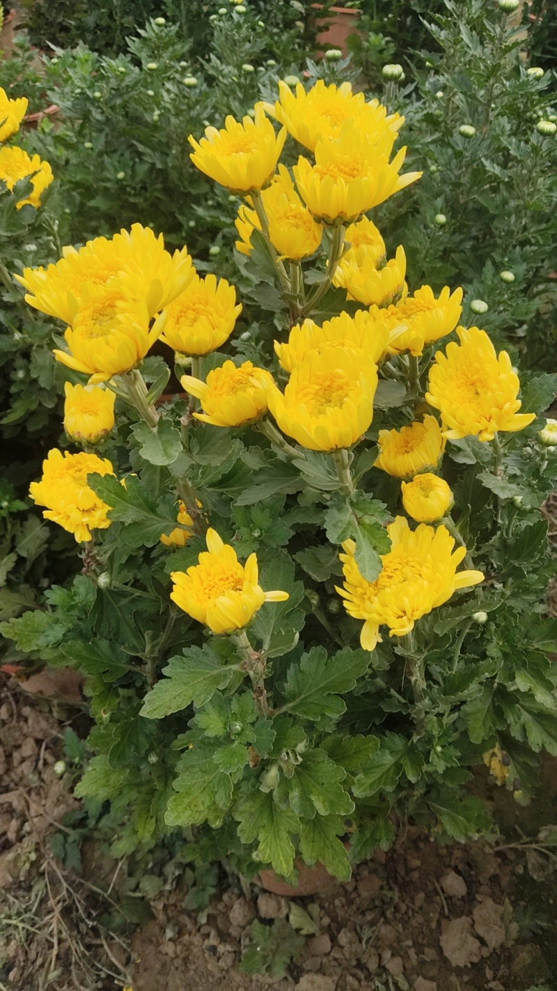 菊花
