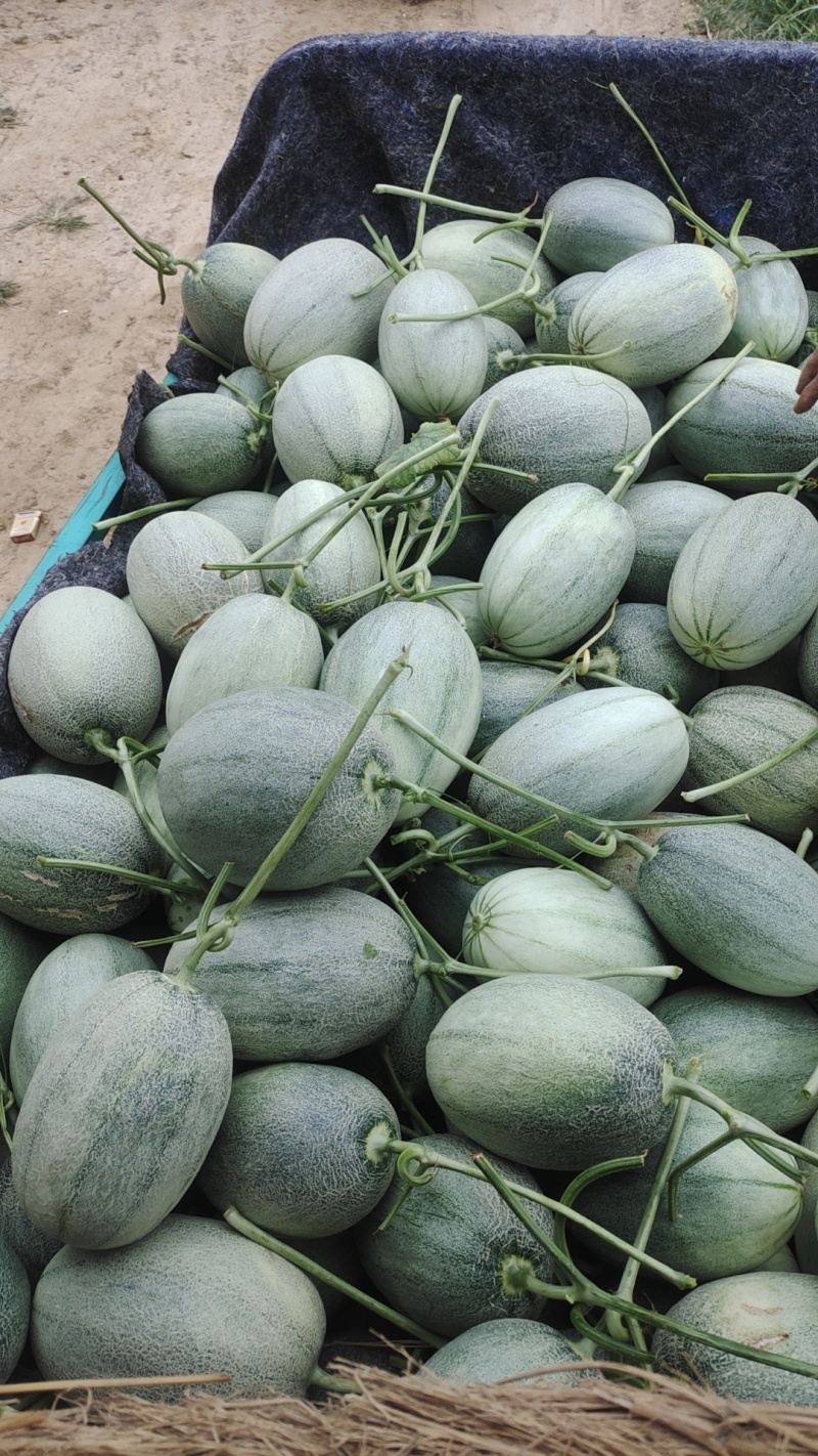 青州产玉菇甜瓜，新鲜直供，**特惠！