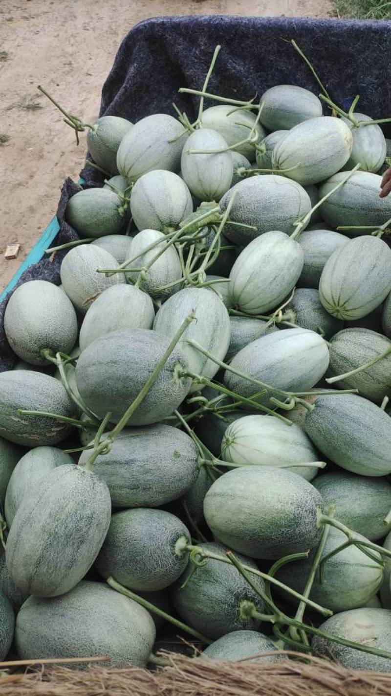 青州产玉菇甜瓜，新鲜直供，**特惠！