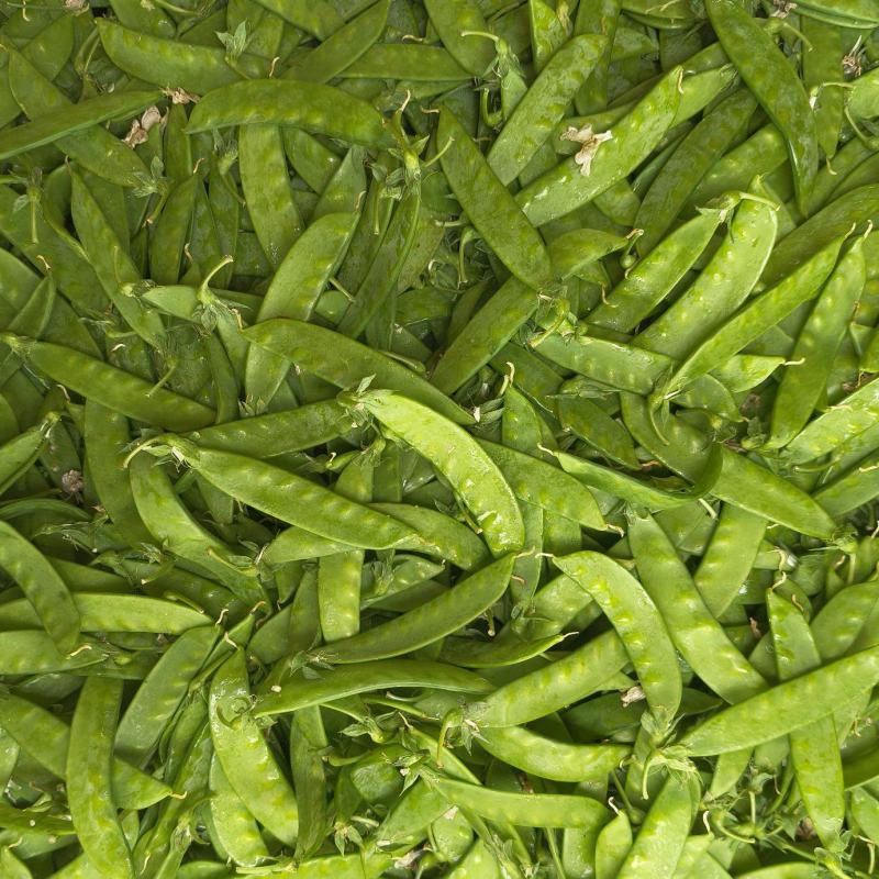 粉花荚豆