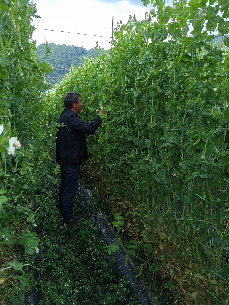 粉花荚豆