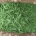 粉花荚豆