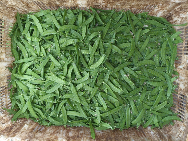 粉花荚豆
