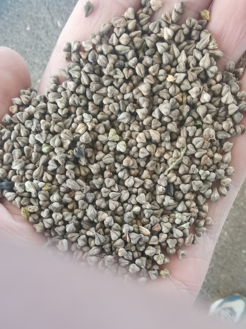 苦荞麦，产地直发，一手货源，对接全国各地客户