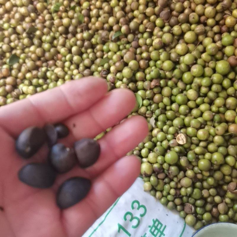 大别山油茶籽