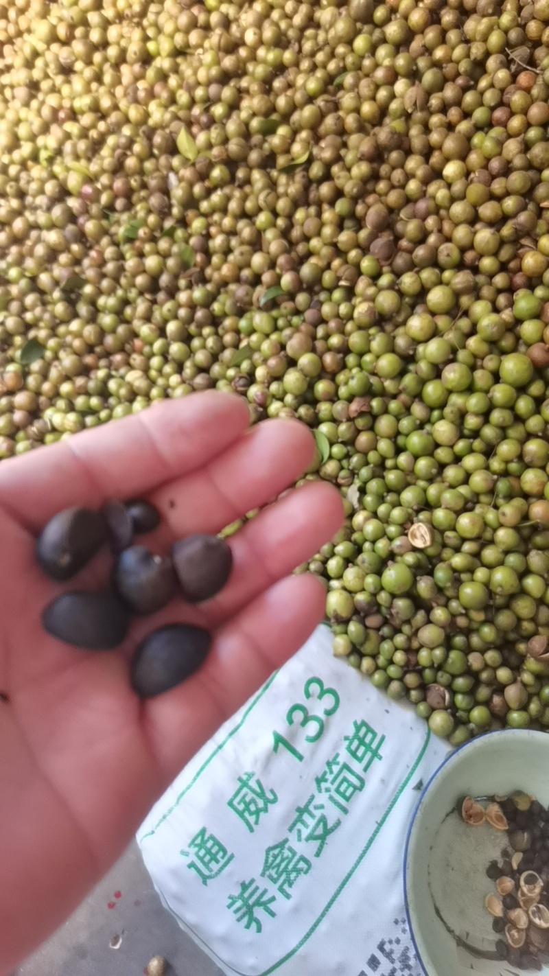 大别山油茶籽