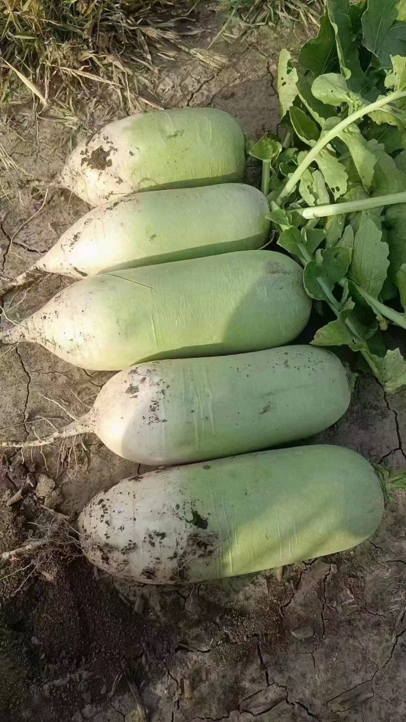 河南省通许县万亩蔬菜基地青萝卜大量供应