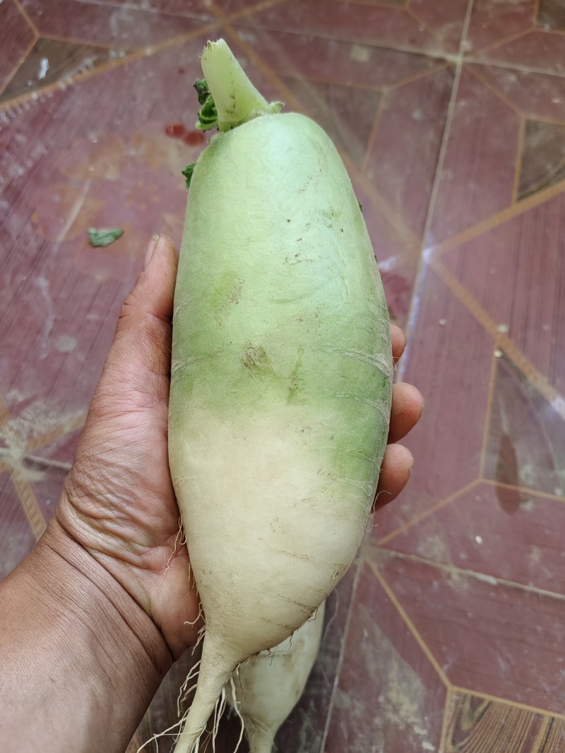 河南省通许县万亩蔬菜基地青萝卜大量供应