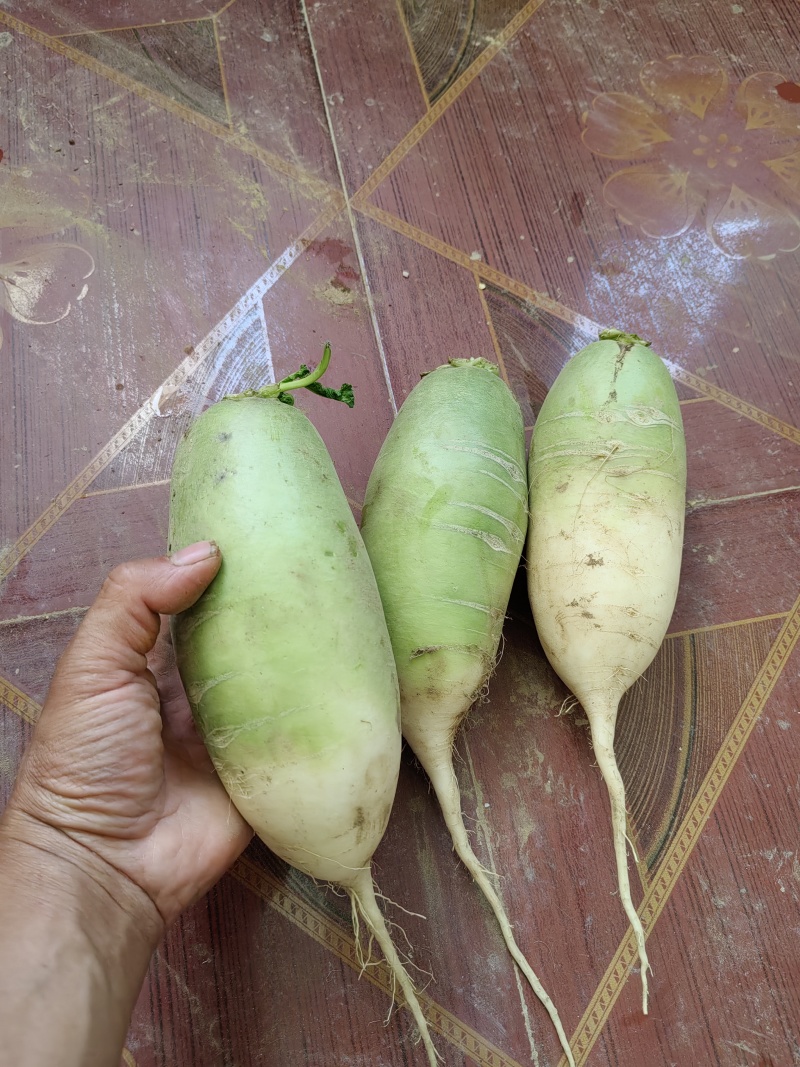 河南省通许县万亩蔬菜基地青萝卜大量供应