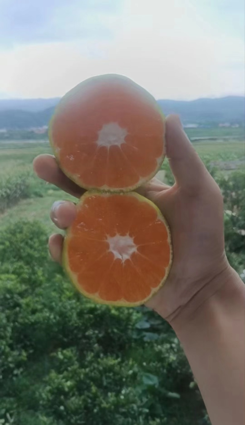 湖北高山蜜橘/特早蜜橘对接电商批发市场商超全国代发