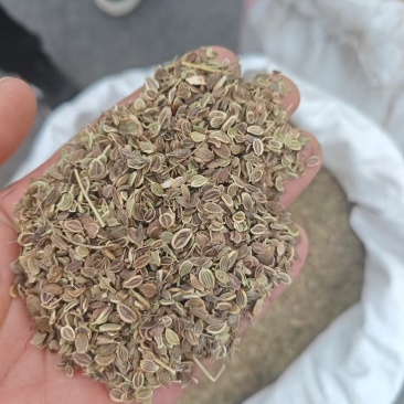 白花前胡种子