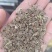 白花前胡种子