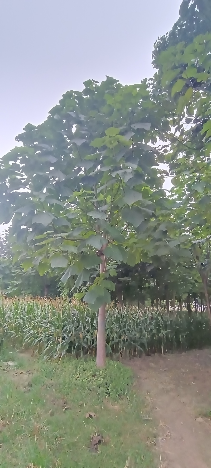 紫花泡桐