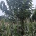 紫花泡桐