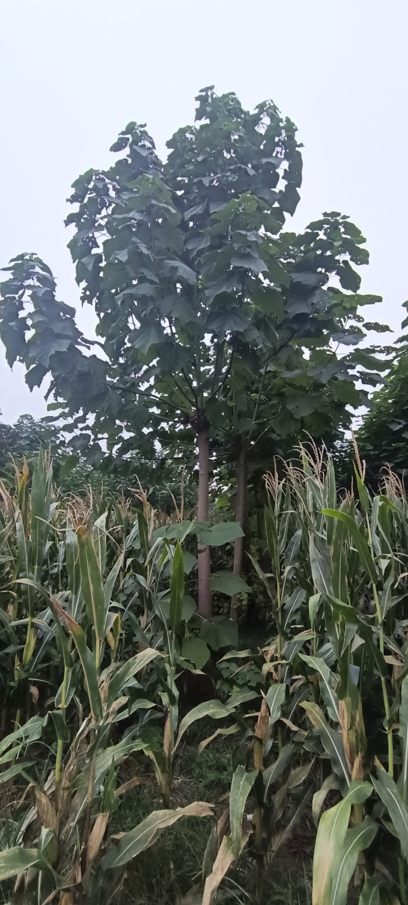 紫花泡桐