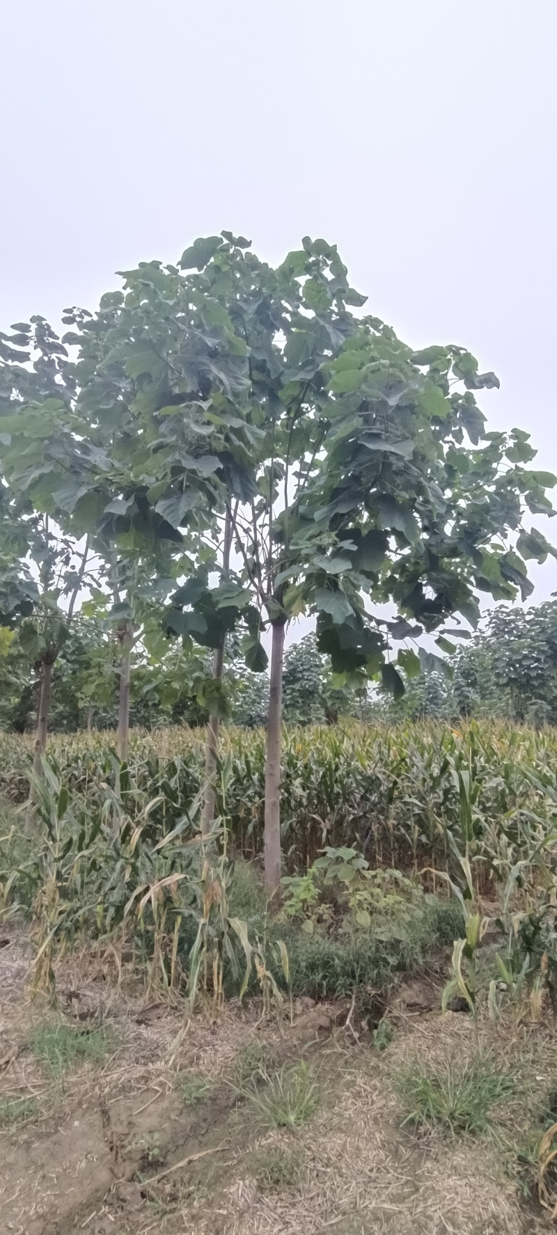 紫花泡桐