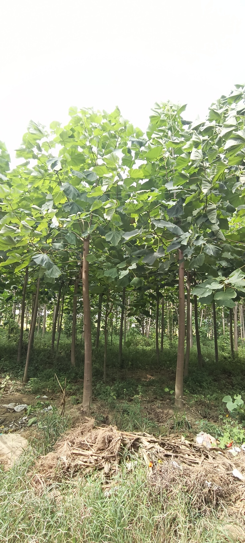紫花泡桐