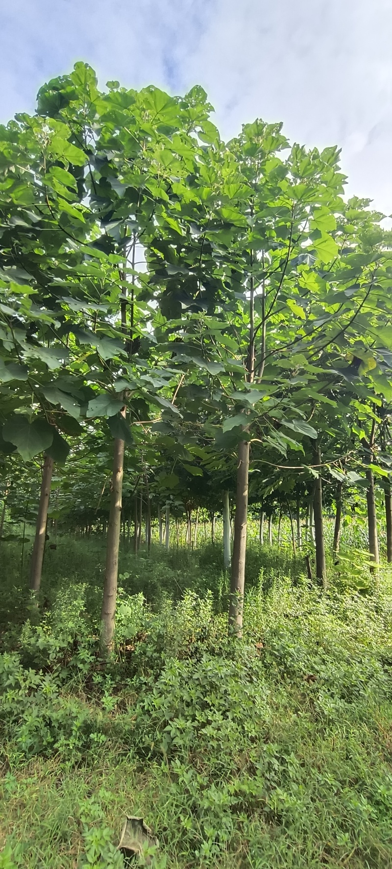 紫花泡桐