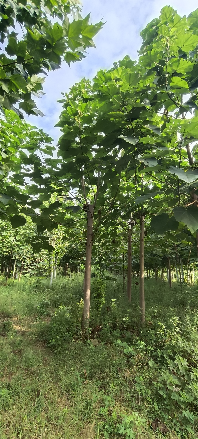 紫花泡桐