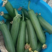 油皮丝瓜，量大从优，诚信经营，产地直发，货源充足欢迎咨询