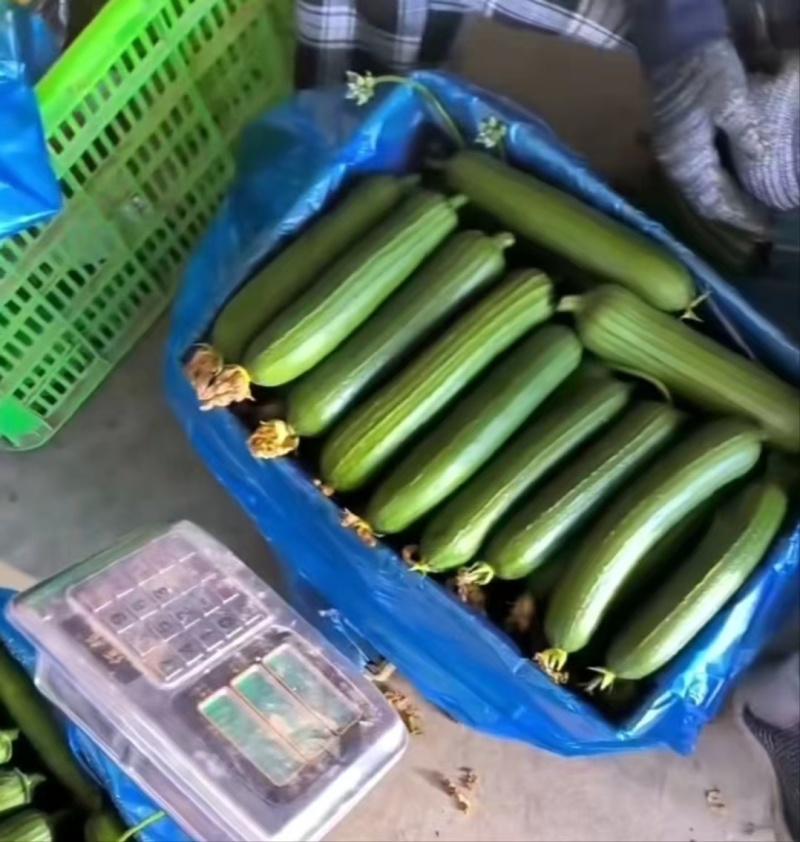 油皮丝瓜，量大从优，诚信经营，产地直发，货源充足欢迎咨询