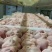 肚包羊肉一斤四个，肚包牛肉一斤四个，肚包羊肉一斤三个，