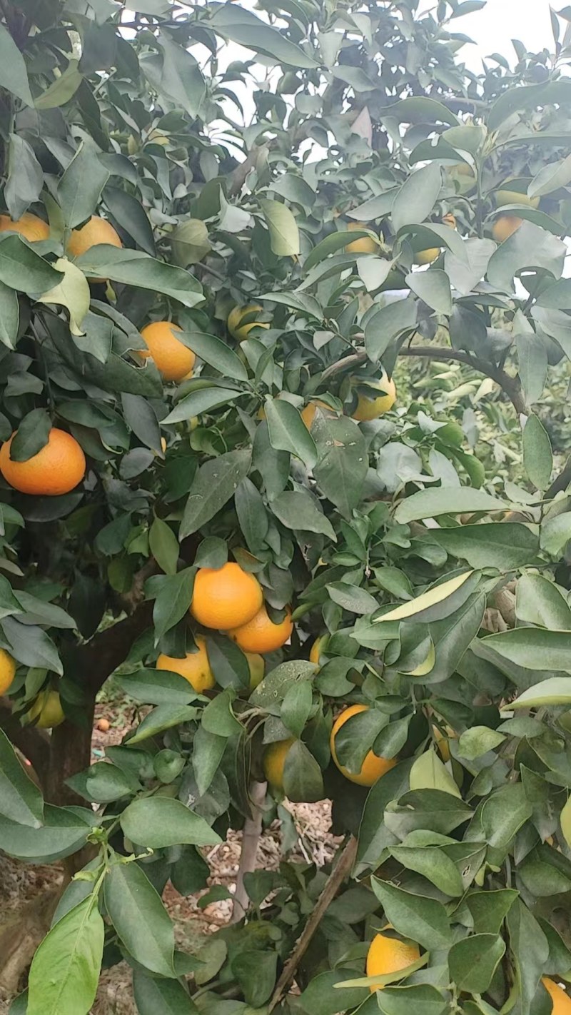 爱媛果冻橙量大无忧可视频看货欢迎全国老板前来