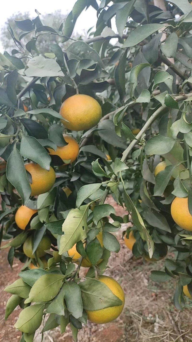 爱媛果冻橙量大无忧可视频看货欢迎全国老板前来