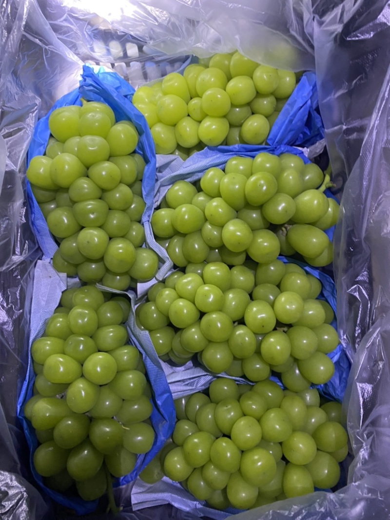 蓬莱阳光玫瑰二级货