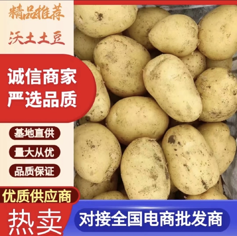 [黄心土豆/产地直发]实验一/V7/希森/刘平！可分拣！