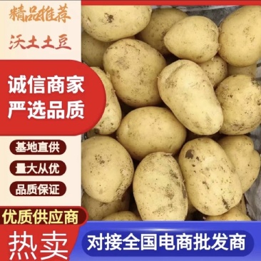 [黄心土豆/产地直发]实验一/V7/希森/刘平！可分拣！
