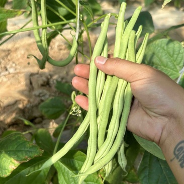 大棚新鲜上市豆角豆王无筋豆