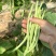 大棚新鲜上市豆角豆王无筋豆